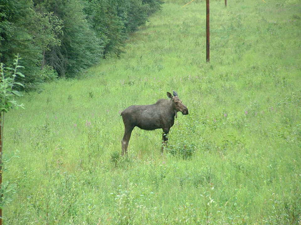 Fairbanks, AK: Moose beside route 2 on Southern outskirts Fairbanks