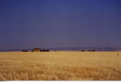 Grangeville, ID: golden fields just west of town