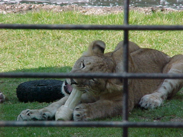 Florence, AL: Lion Mascot of the University of North Alabama, Florence