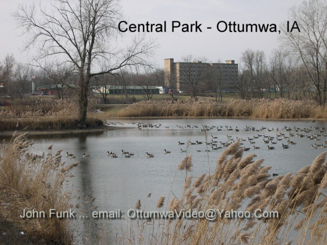 Ottumwa, IA: The ducks in Central Park - Ottumwa, IA