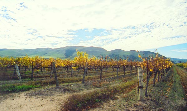 Greenfield, CA: Wine-Mountians
