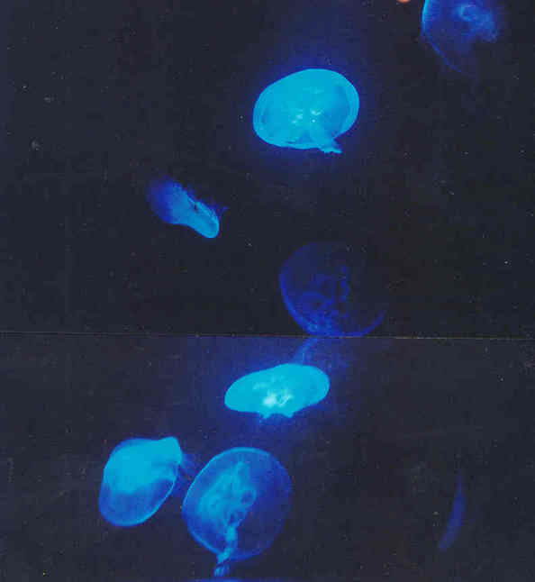 Kure Beach, NC jelly fish at the aquarium photo, picture, image