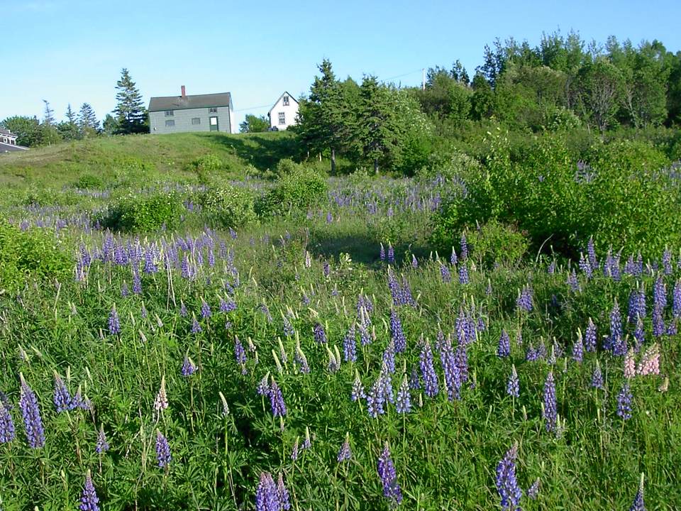Eastport, ME: Lupines-source of springtime color and annual Lupine Festival