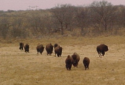 Clarendon, TX: Buffalo on the Bar H Dude Ranch