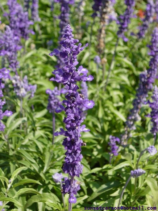 Whitewater, WI: Purple Flower