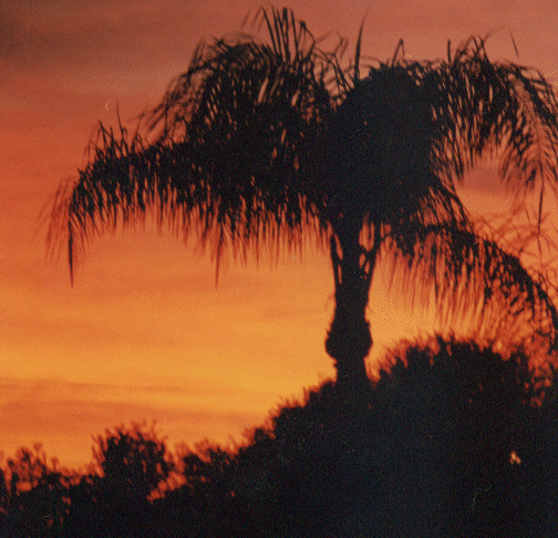 Kensington Park, FL: Sunset in Kensington Park