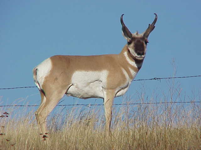 Ekalaka, MT: early morning Antelope taken outside of Ekalaka