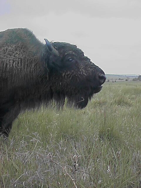 Ellsworth, KS: buffalo on the Kansas prairie