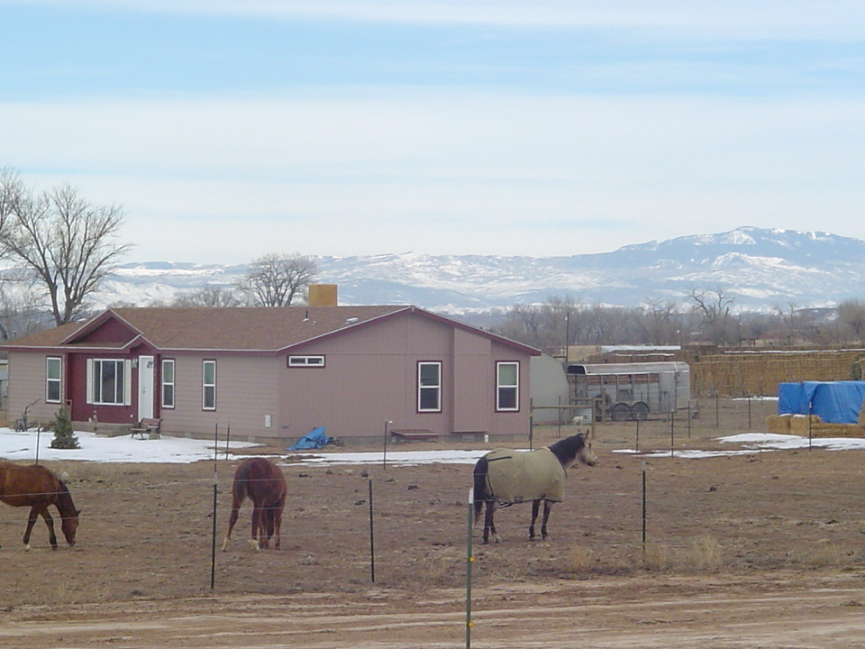 Olathe, CO: horses