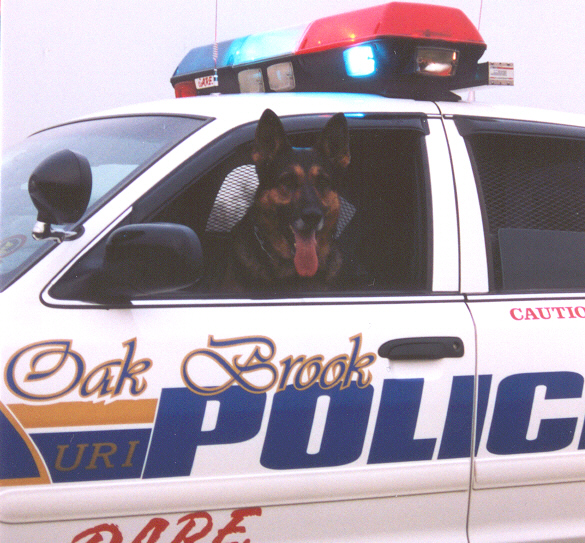 Oak Brook, IL: Oak Brook Police Dog, K-9 Uri