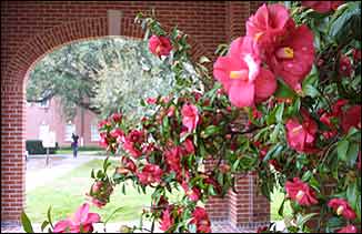 Lafayette, LA: azaleas in bloom at the University of Louisiana at Lafayette