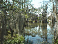 Lafayette, LA: cypress swamp at the University of Louisiana at Lafayette