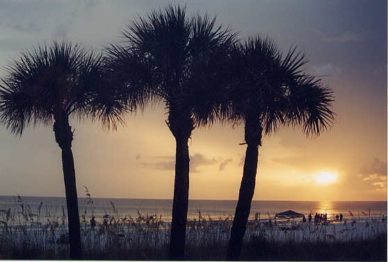 Sarasota, FL: Palm Sunset/ Sarasota