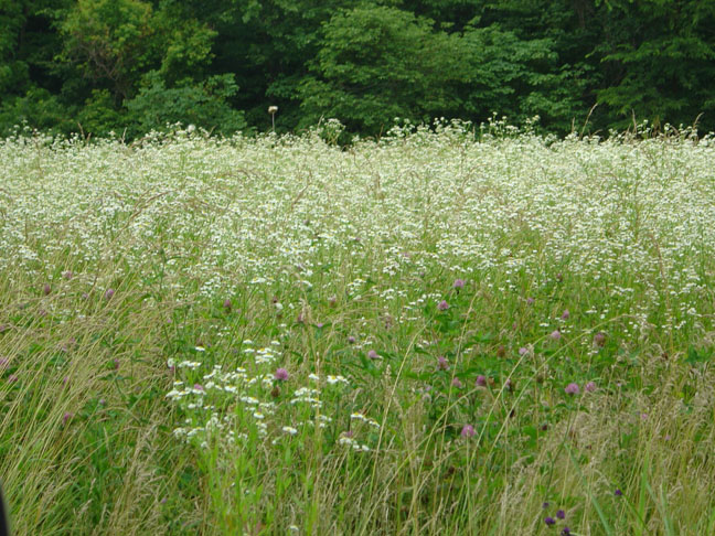 Brighton, IL: Wild Flower Field Brighton-Fosterburg, Illinois Summer 2003