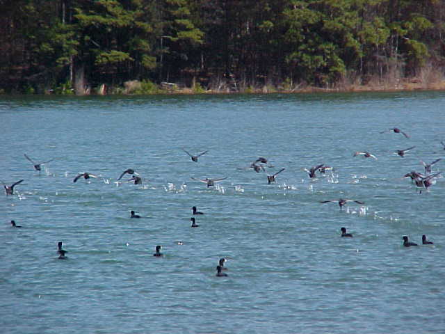 Reed Creek, GA: ducks gettin up off the lake