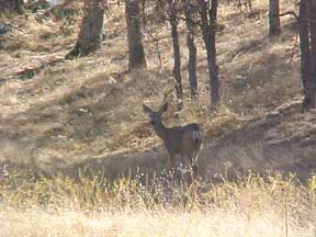 Squaw Valley, CA: deer on our land in squaw valley