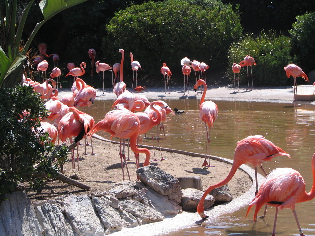 San Diego, CA: flamingos, S.D. Zoo