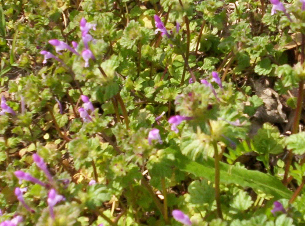 Ashburn, GA: purple flowers