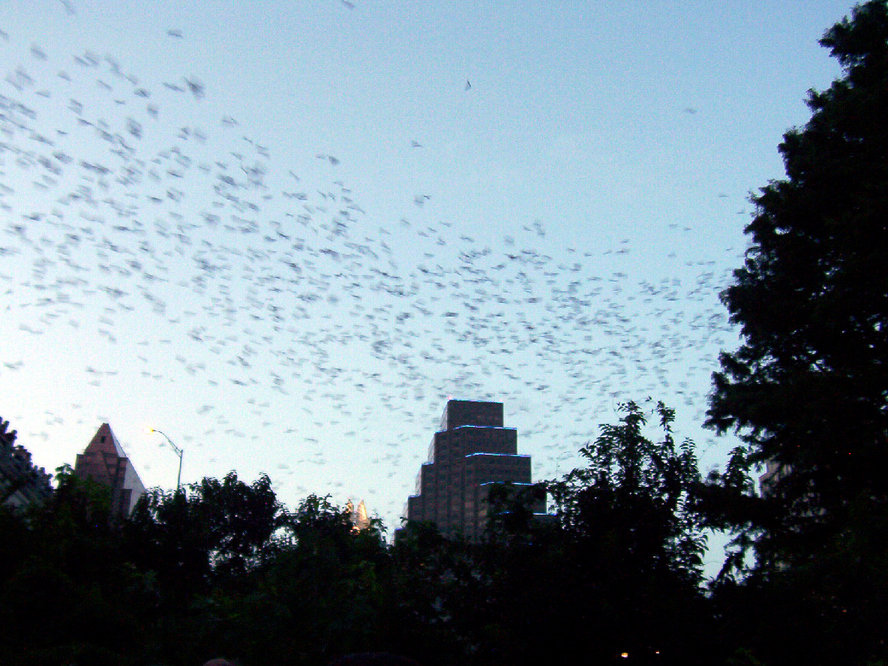Austin, TX: Bats over Austin