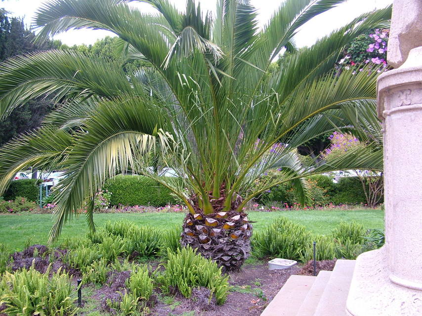 Sausalito, CA: Pineapple tree. Sausalito