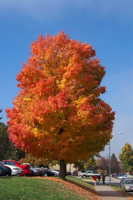 Platteville, WI: Colors of Fall on Campus