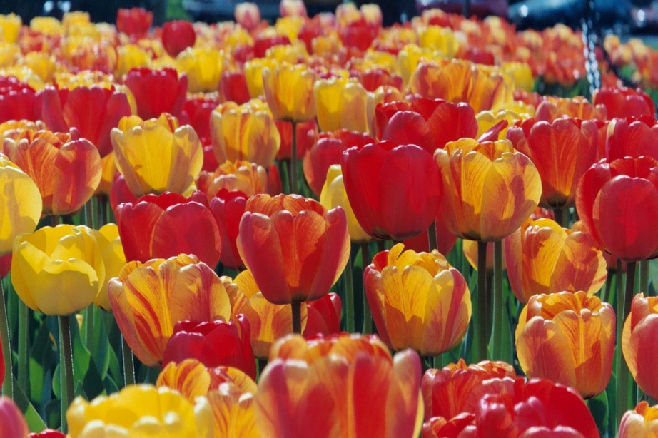 Albany, NY Tulips during the Tulip Fest in Washington Park photo