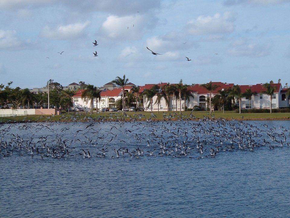Lakeside Green, FL: Willow Pond Birds