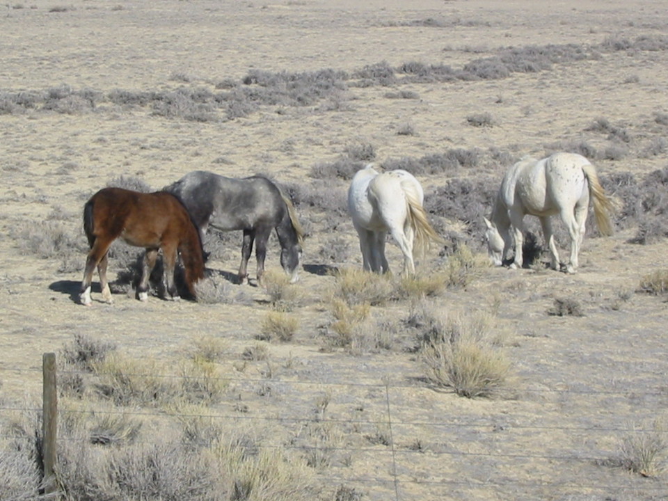 North Rock Springs, WY Wild Horses photo, picture, image (Wyoming) at