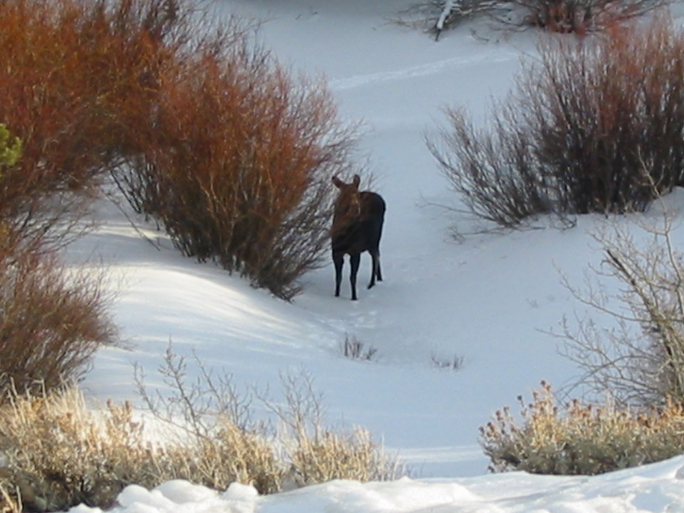 Farson, WY: Moose in the willows