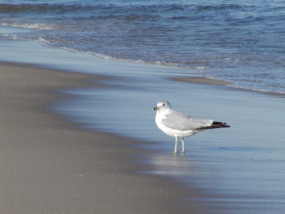Point Pleasant Beach, NJ: Single Gull on the beach near Jenkison's