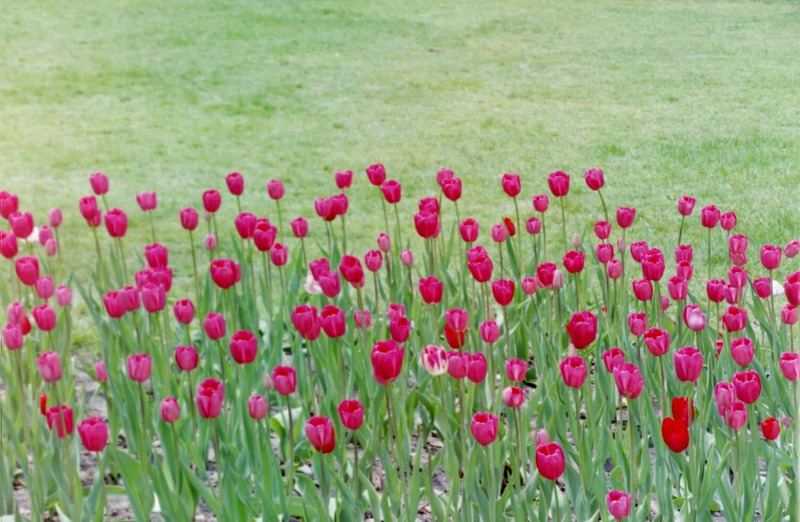Holland, MI: Tulips in Centennial Park - Tulip Time, May 7, 2005