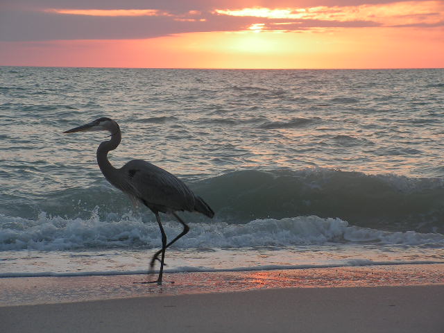 Manasota Key, FL: Blue Heron on Manasota Key at sunset