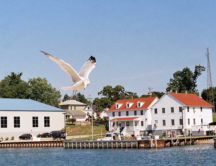 Kenosha, WI: Seagull in flight over Kenosha Harbor - Labor Day 2005