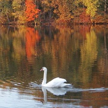 Logan, OH: Lake Logan Swans