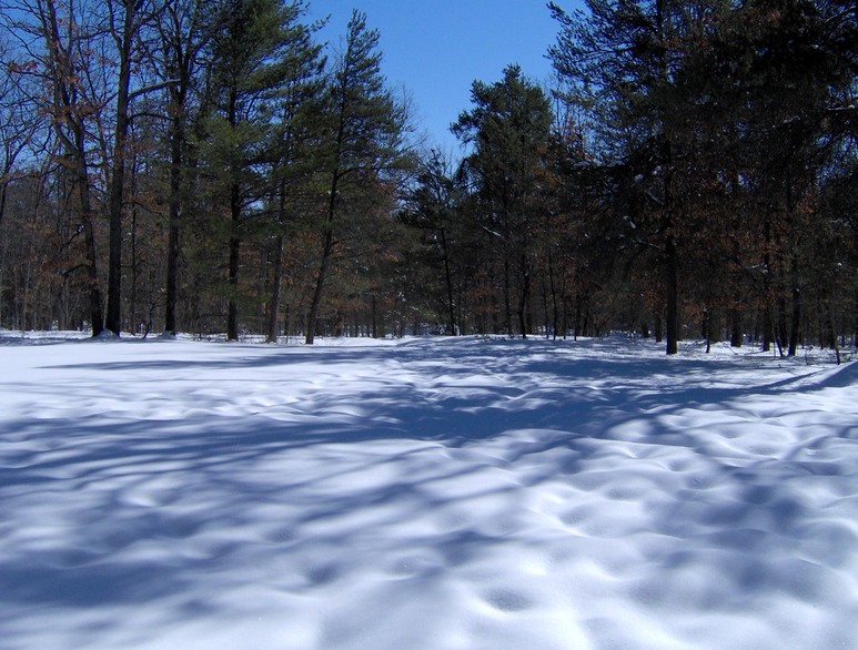 Prudenville, MI: Winter Landscape near State Land area