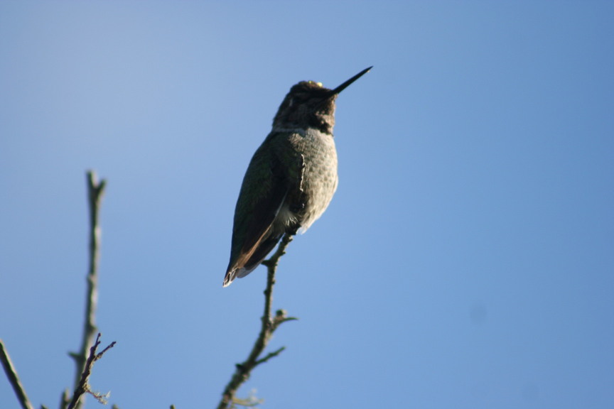 Lompoc, CA: hummingbird in lompoc preserve area
