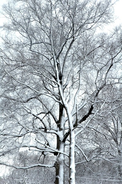 Essex, MD: Snowfall
