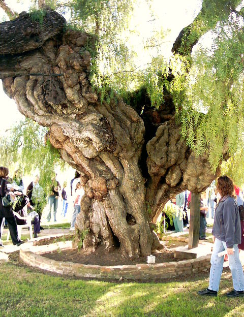 Oceanside, CA: San Luis Rey Mission - state's oldest pepper tree