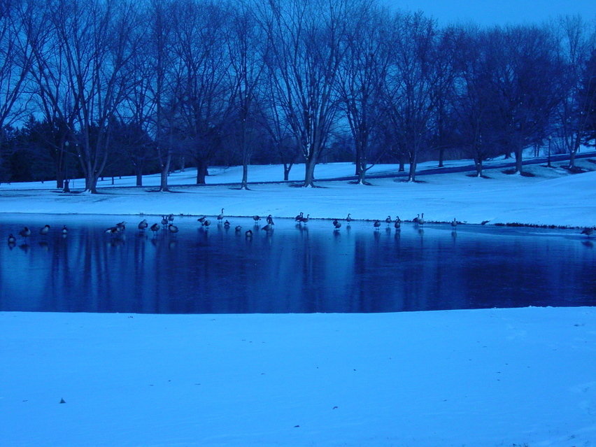 New York Mills, NY: Twin Ponds Golf and Country Club - Lower Pond - Enjoyed by Geese during December