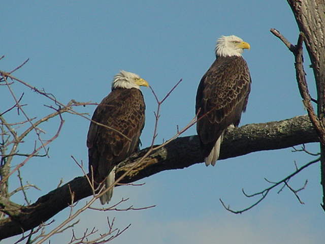 Medusa, NY: Eagles at North Road Pond, Medusa