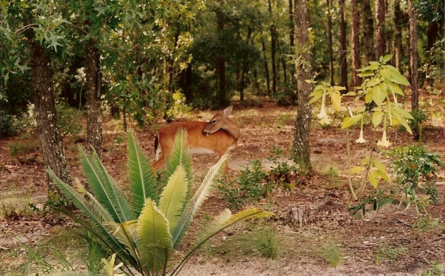Chuluota, FL: Chuluota Deer