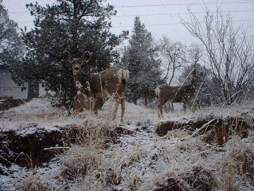 Manitou Springs, CO: Deer in the hills above Manitou Springs