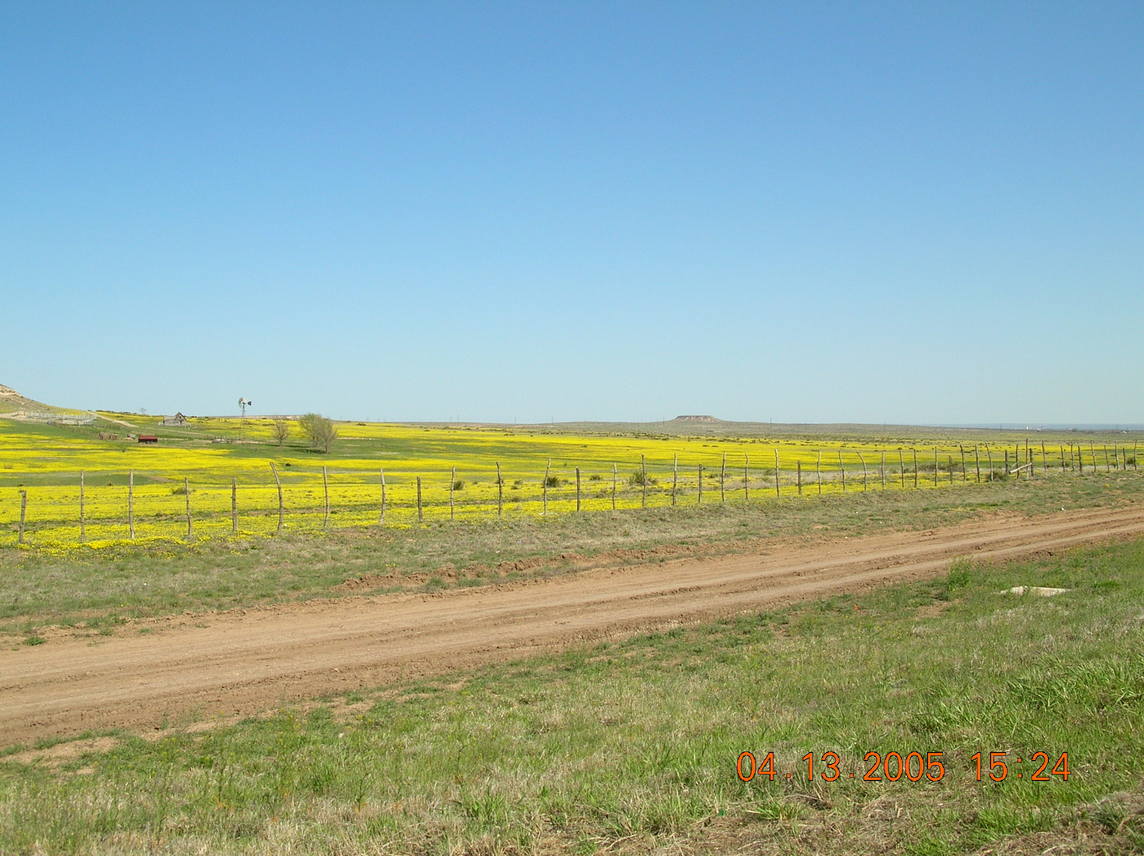 Amarillo, TX: Wildflowers in Spring, north of Amarillo
