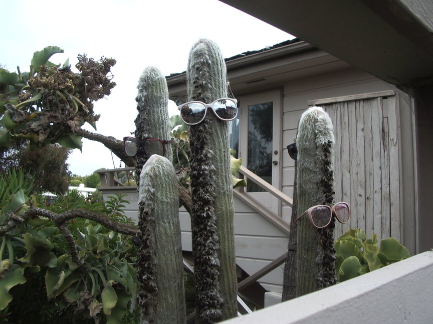 San Diego, CA: San Diego Cactus in Mission Hill San Diego