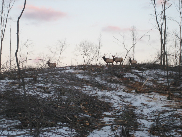Canada Creek Ranch, MI: Elk on CCR back property - Feb 2006