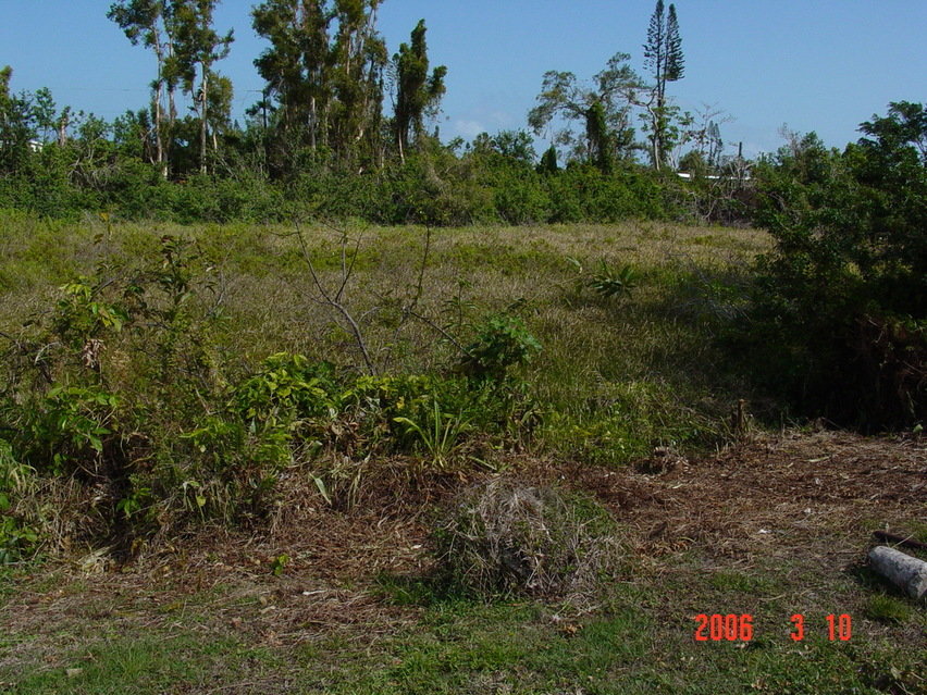 Seminole Manor, FL: Lakefront view of Seminole Manor, Beautifull everglades in your own back yards. You'll need a dragline to get to nearest canal which accesses Lake Osborne. Lovely isn't. Come buy a home in Seminole Manor!