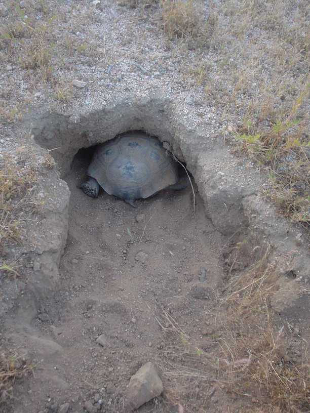 California City, CA: South end of a North bound tortoise. Always remember to respect our wildlife!