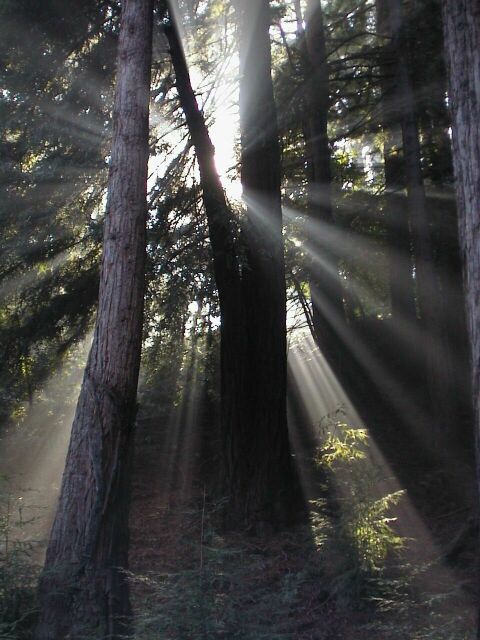 Woodside, CA: Redwood Splendor