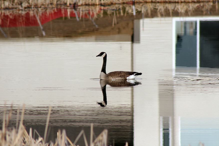 Shafer, MN GooseBuffalo Ridge Development photo, picture, image
