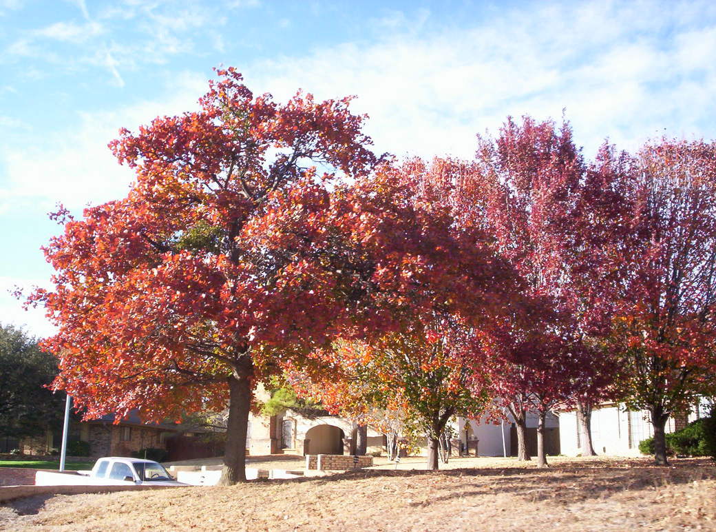 Hickory Creek, TX: 2005 Fall Foliage